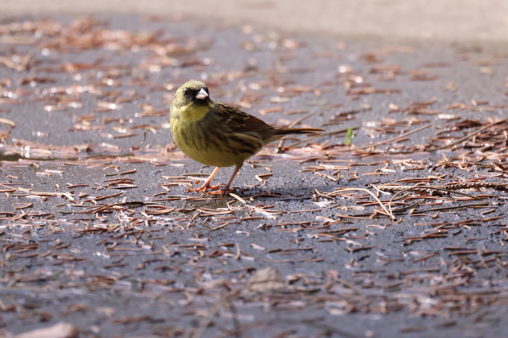 Photo of Masked Bunting at 前田森林公園(札幌市) by will 73