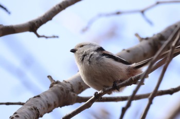 Long-tailed tit(japonicus) 前田森林公園(札幌市) Tue, 4/16/2024