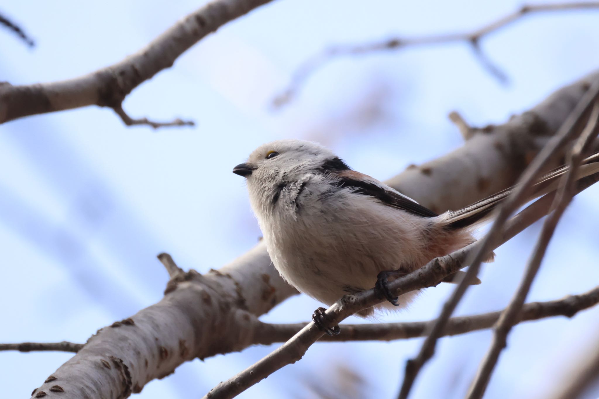 Photo of Long-tailed tit(japonicus) at 前田森林公園(札幌市) by will 73