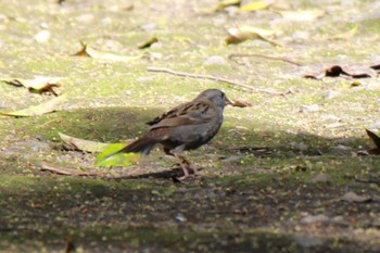 クロジ 館山野鳥の森 2024年4月14日(日)