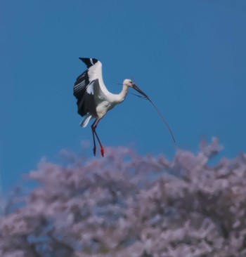 コウノトリ 群馬県 2024年4月13日(土)