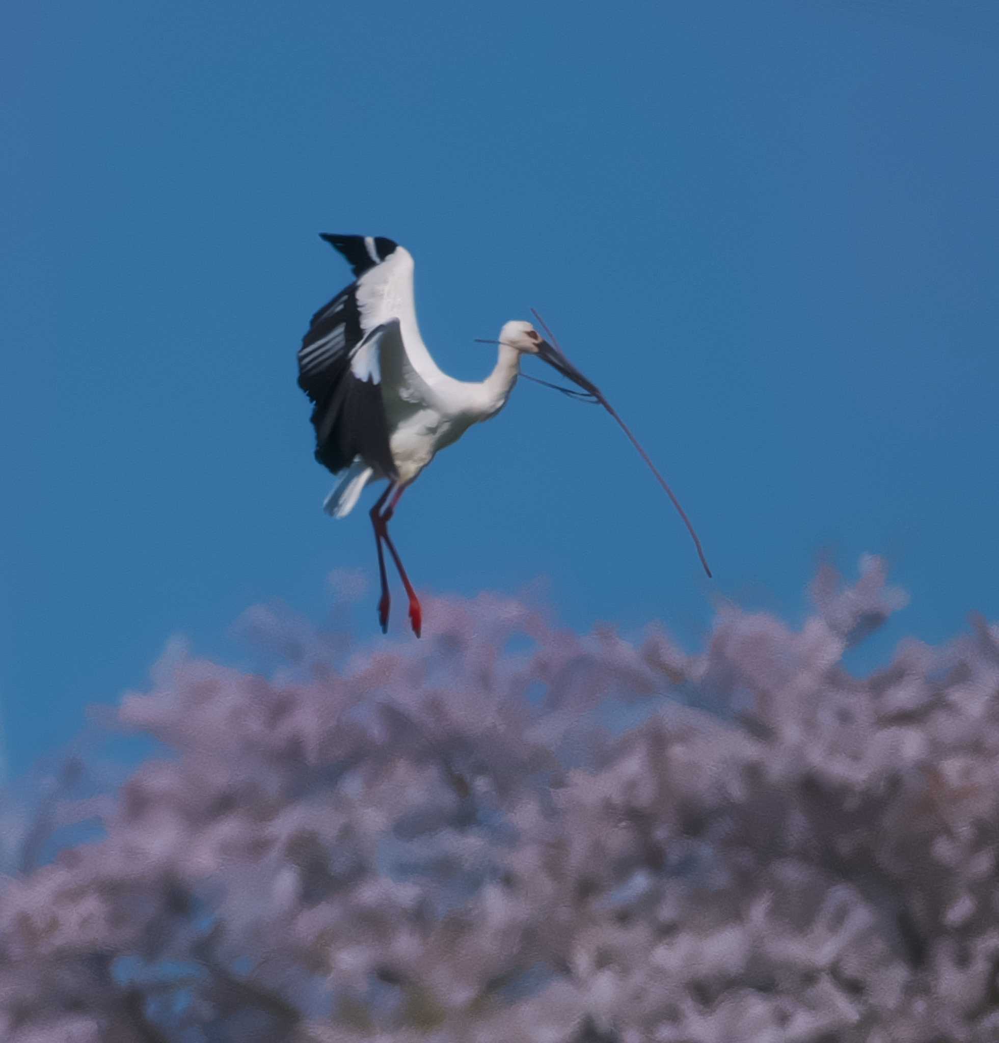 Photo of Oriental Stork at 群馬県 by snipe