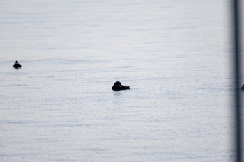 ビロードキンクロ ふなばし三番瀬海浜公園 2024年4月15日(月)