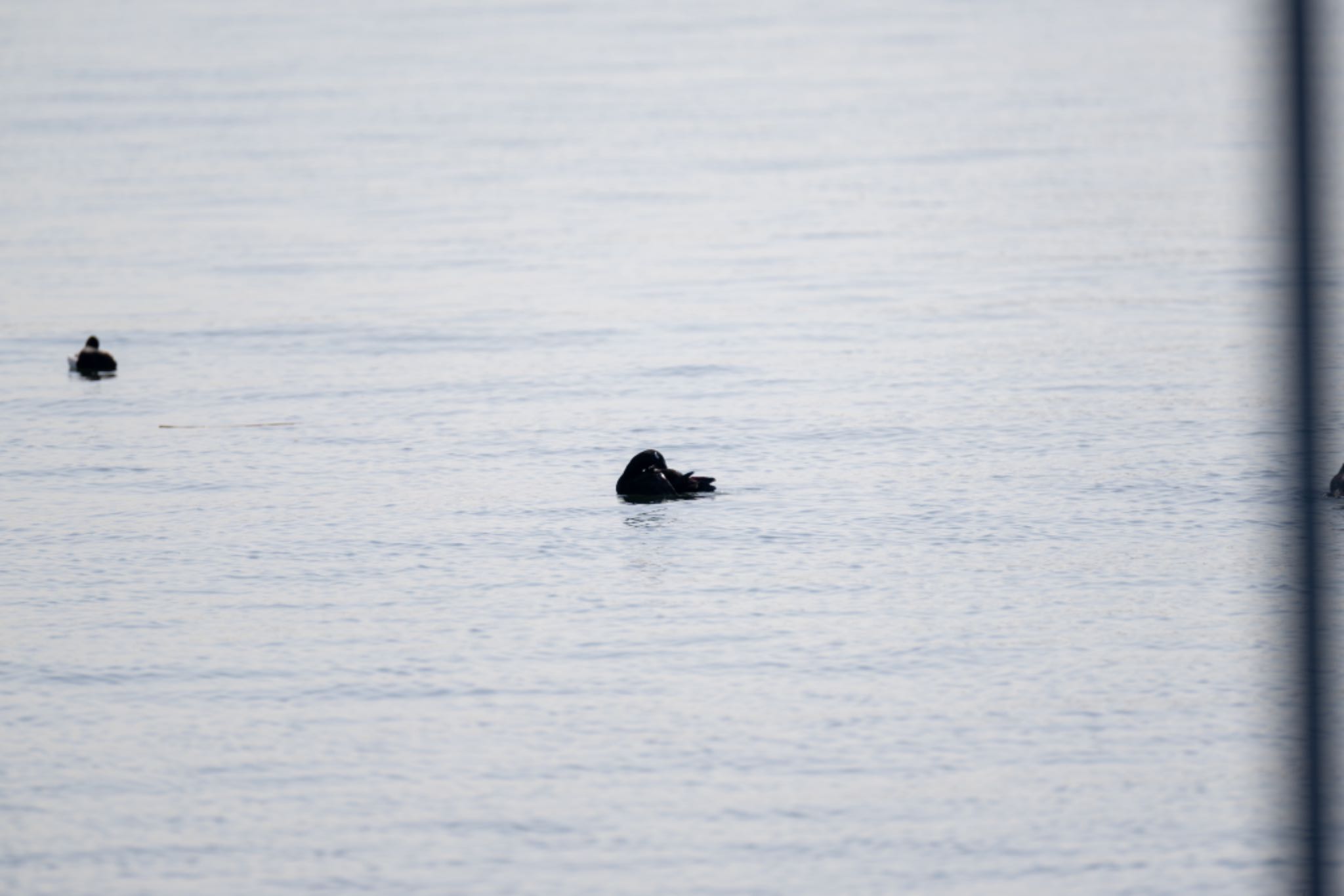 ふなばし三番瀬海浜公園 ビロードキンクロの写真 by アカウント5644