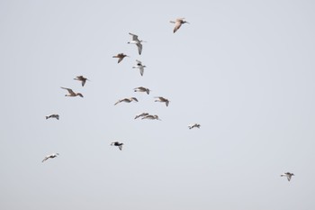 オオソリハシシギ ふなばし三番瀬海浜公園 2024年4月15日(月)