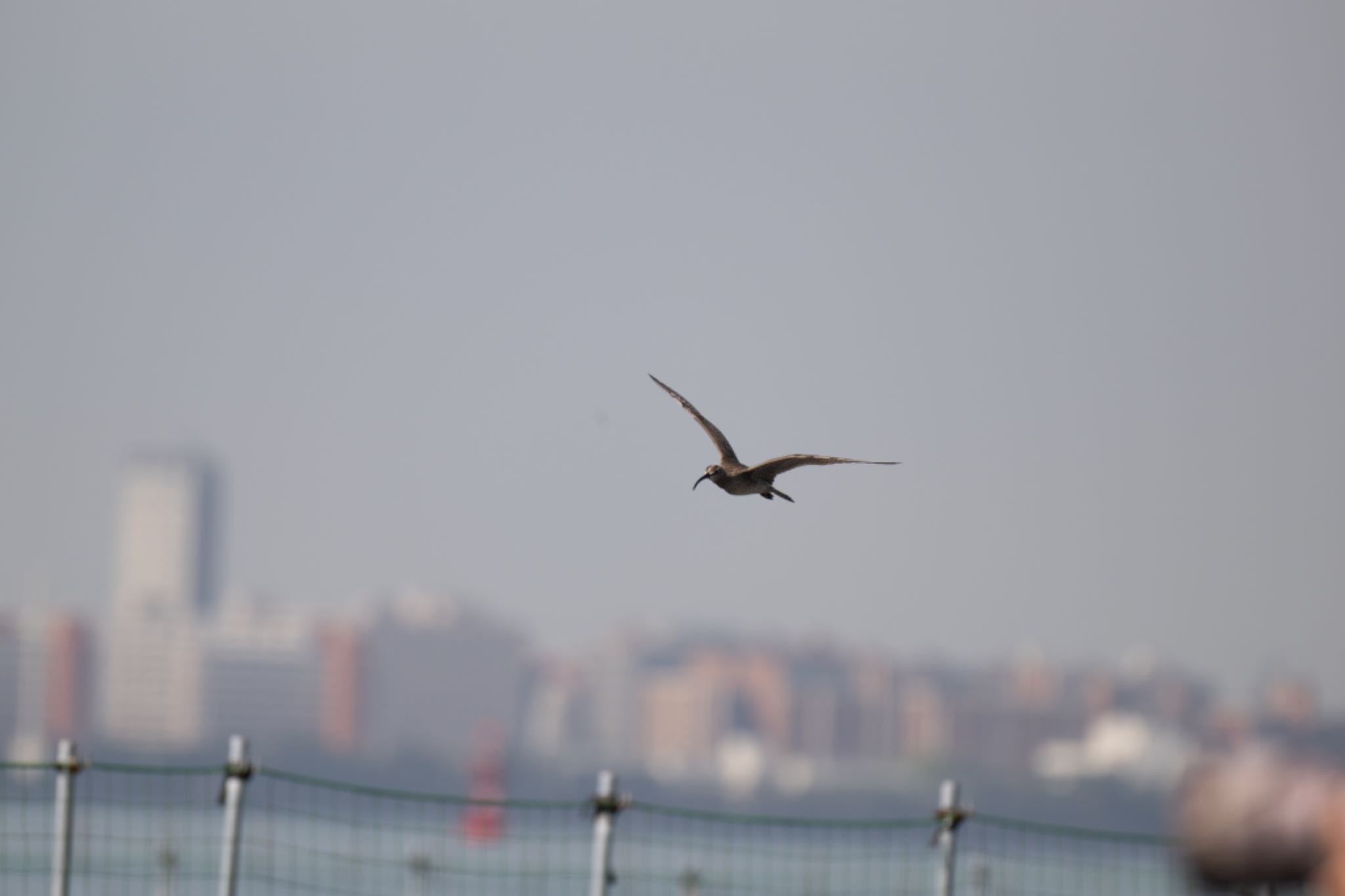 Photo of Eurasian Whimbrel at Sambanze Tideland by アカウント5644