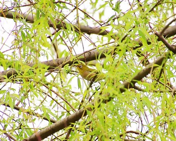 Warbling White-eye Oizumi Ryokuchi Park Thu, 4/11/2024