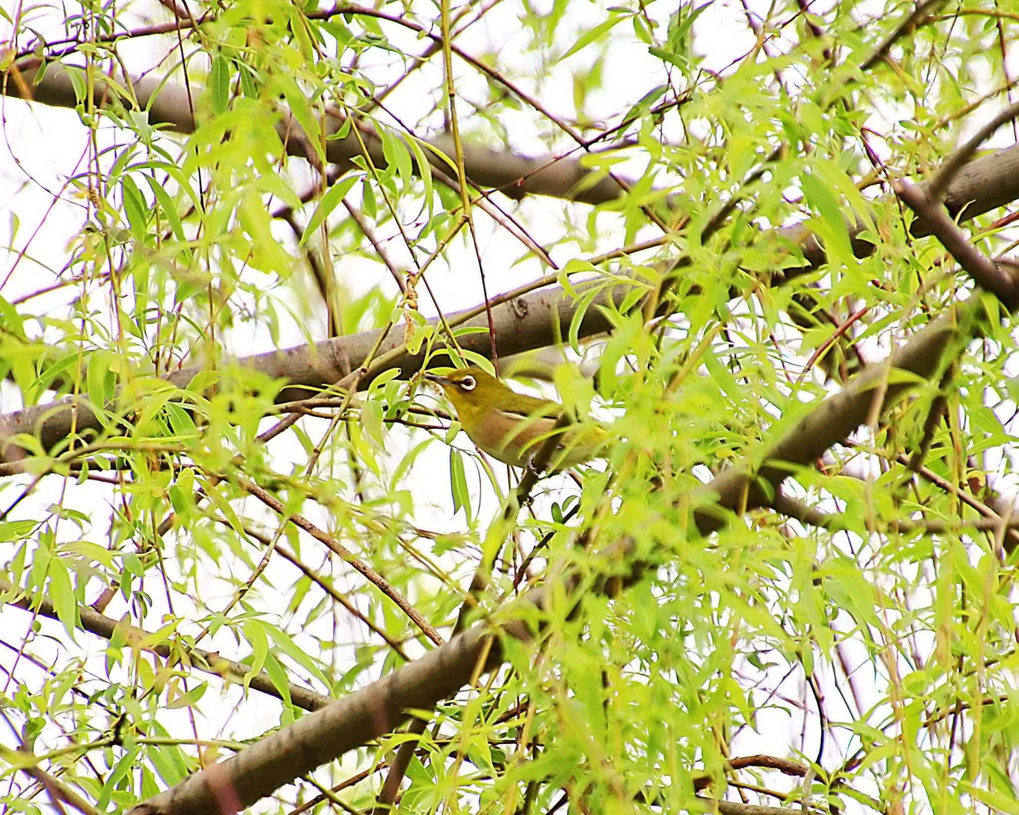 Photo of Warbling White-eye at Oizumi Ryokuchi Park by Ken Mimura