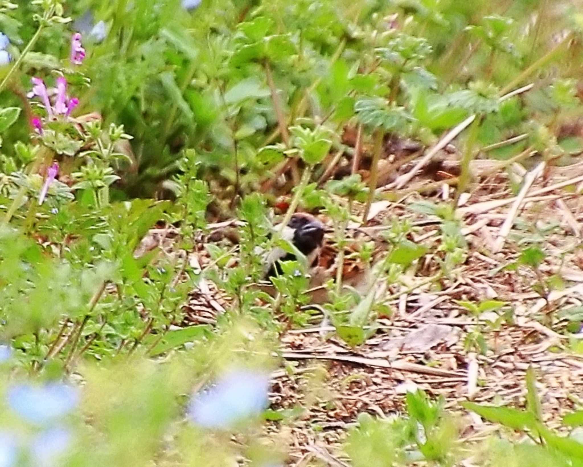 Photo of Eurasian Tree Sparrow at Oizumi Ryokuchi Park by Ken Mimura