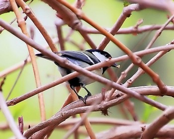 Japanese Tit Oizumi Ryokuchi Park Thu, 4/11/2024