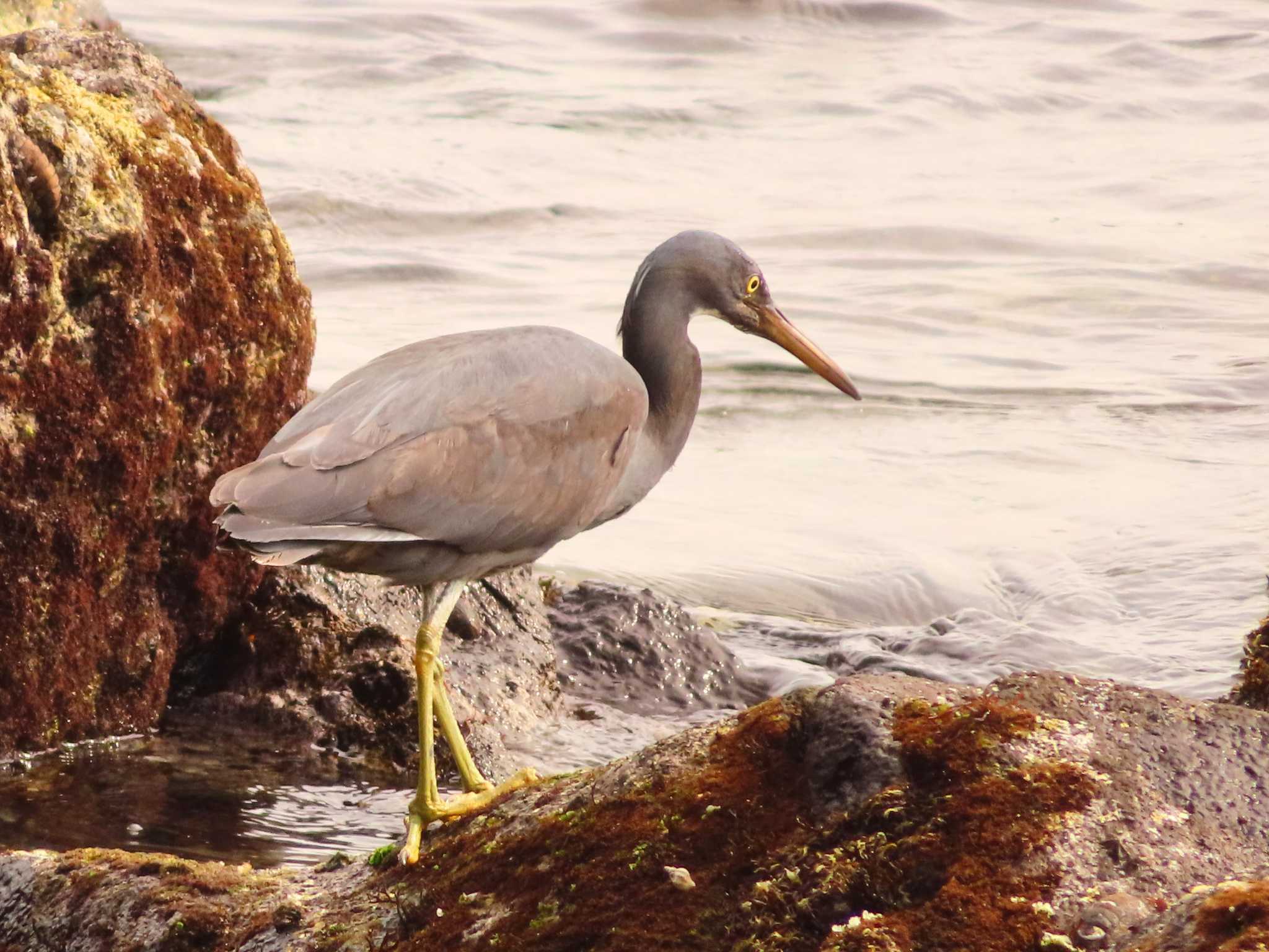 Pacific Reef Heron