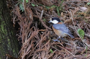 Varied Tit Kodomo Shizen Park Sat, 3/30/2024