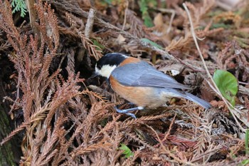 Varied Tit Kodomo Shizen Park Sat, 3/30/2024