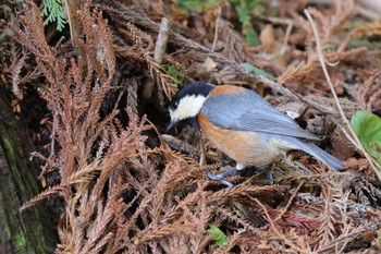 Varied Tit Kodomo Shizen Park Sat, 3/30/2024