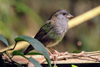 Grey Bunting 館山野鳥の森 Sun, 4/14/2024