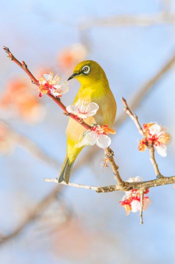 Warbling White-eye 石ケ谷公園 Fri, 3/15/2024