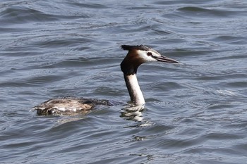 Great Crested Grebe Tokyo Port Wild Bird Park Sun, 3/31/2024