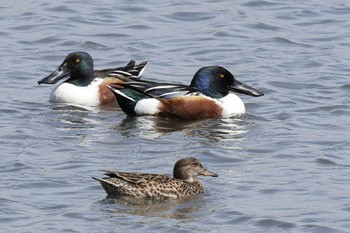 ハシビロガモ 東京港野鳥公園 2024年3月31日(日)