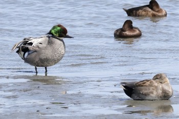 ヨシガモ 東京港野鳥公園 2024年3月31日(日)