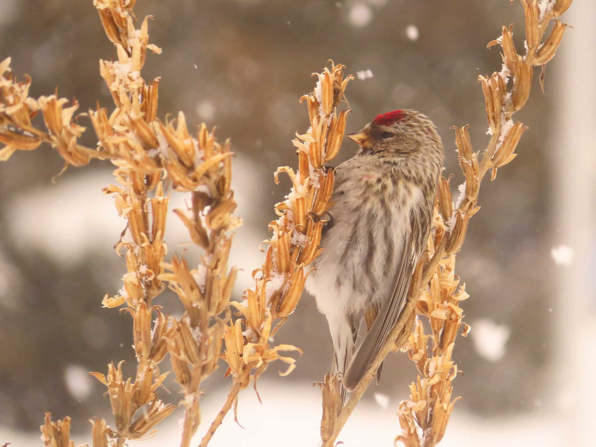 Photo of Common Redpoll at Makomanai Park by ゆ