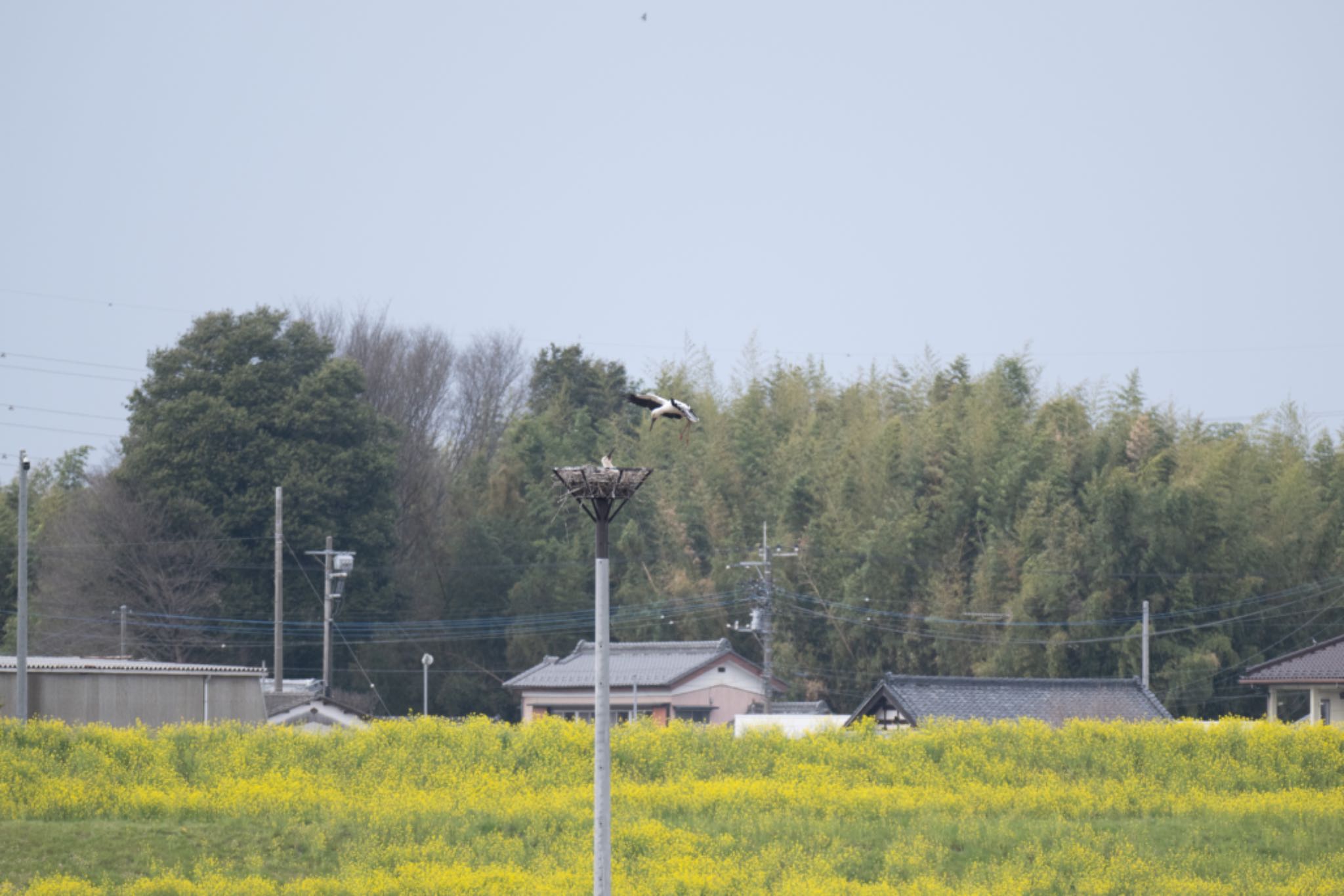 Photo of Oriental Stork at Watarase Yusuichi (Wetland) by アカウント5644