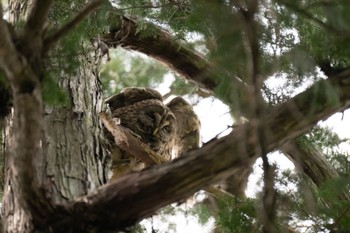 Ural Owl Inokashira Park Thu, 4/11/2024