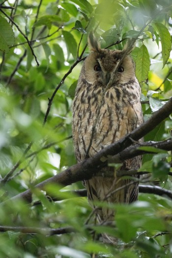 Long-eared Owl Watarase Yusuichi (Wetland) Mon, 4/8/2024