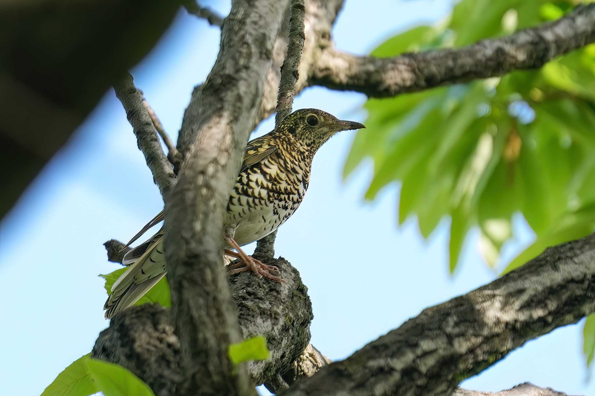 鶴舞公園(名古屋) トラツグミの写真 by トランキーロ