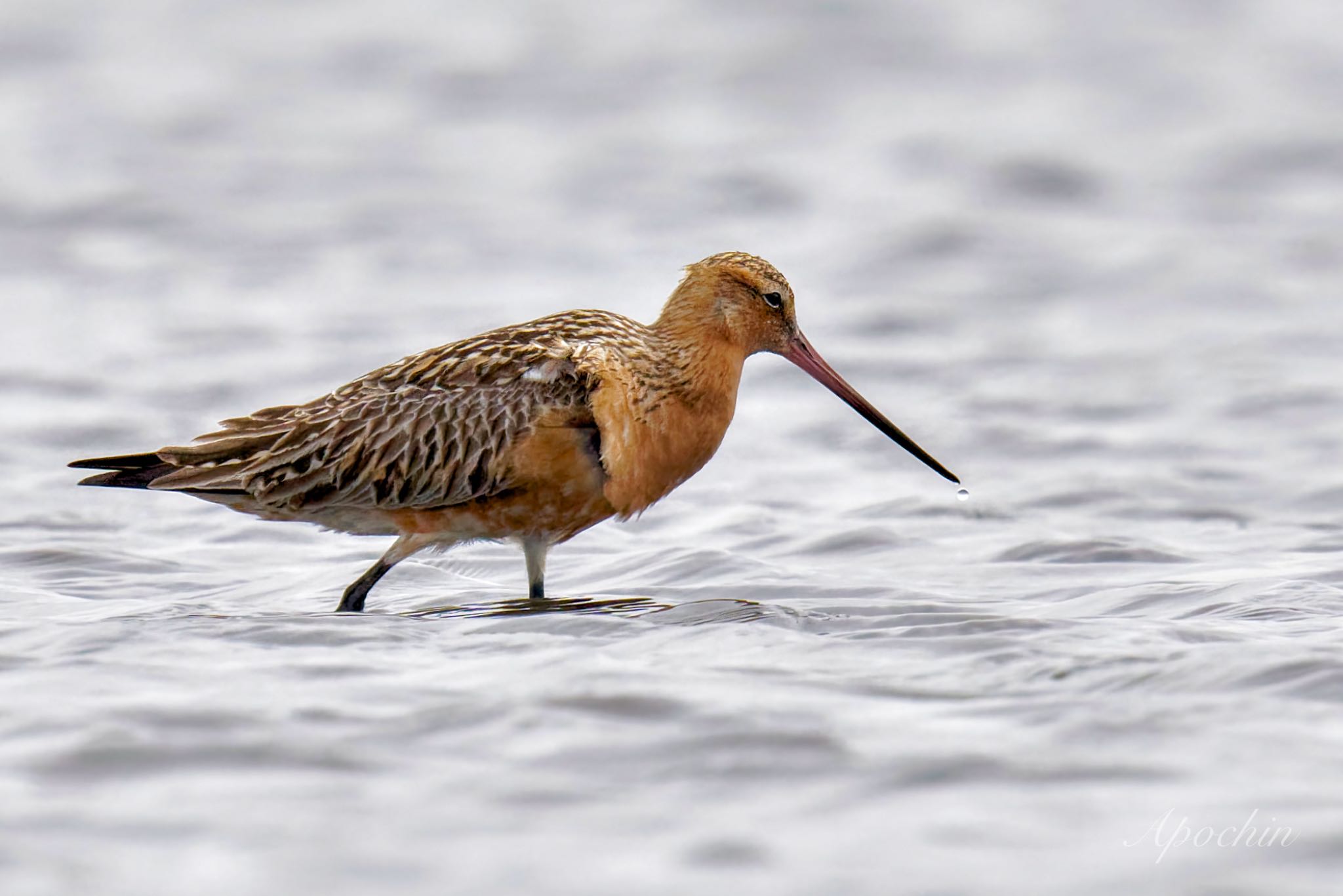 Photo of Bar-tailed Godwit at Sambanze Tideland by アポちん