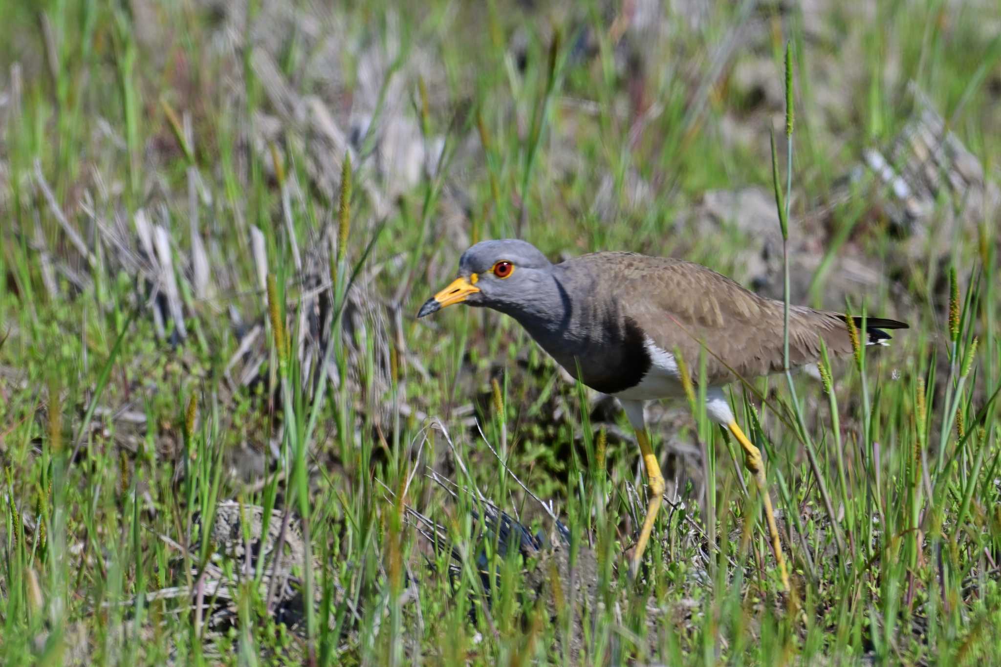 Grey-headed Lapwing