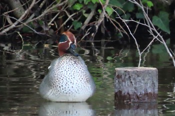 Eurasian Teal 花島公園 Sun, 4/14/2024