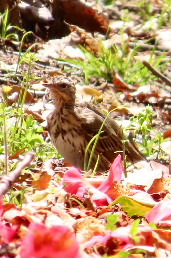 Olive-backed Pipit 花島公園 Sun, 4/14/2024