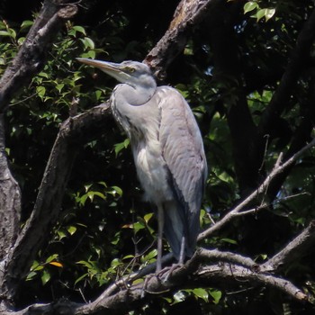 Grey Heron 花見川 Sun, 4/14/2024