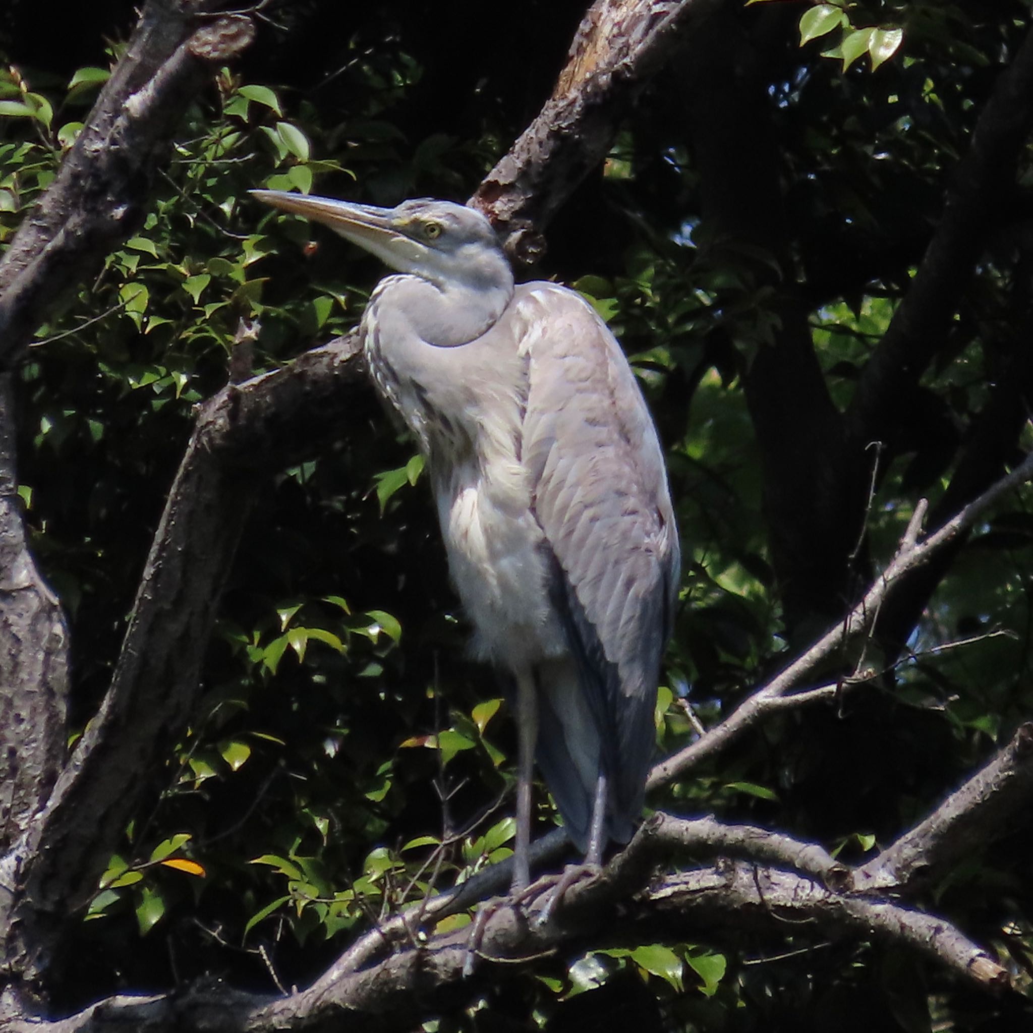 Photo of Grey Heron at 花見川 by KozBird