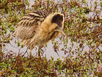 Eurasian Bittern 伊庭内湖 Fri, 3/22/2024