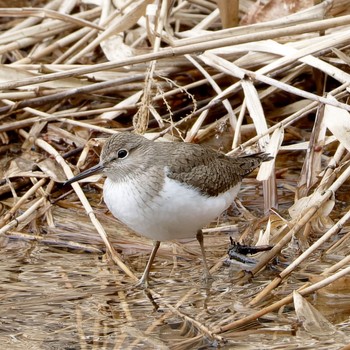 Common Sandpiper Nishioka Park Wed, 4/17/2024