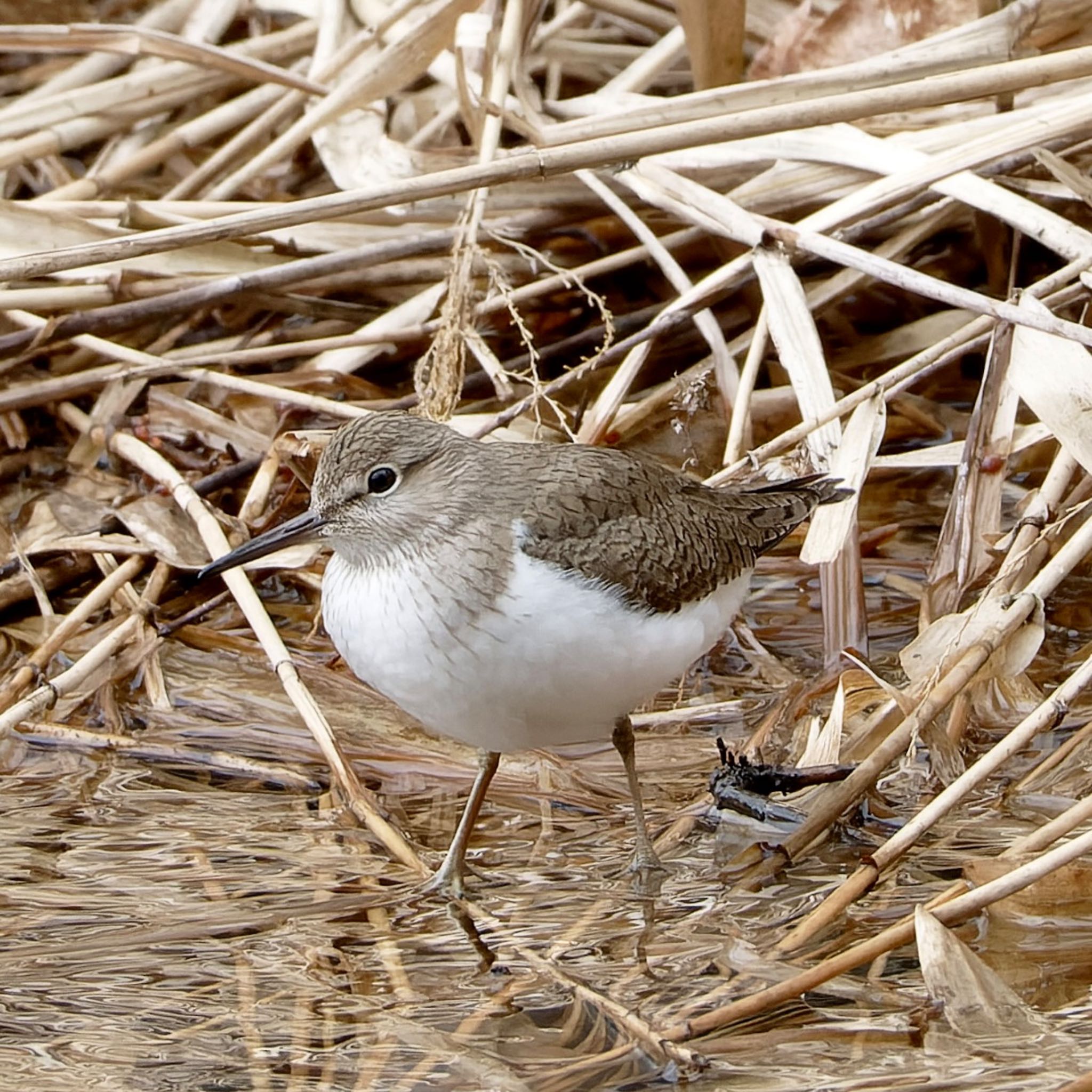 Photo of Common Sandpiper at Nishioka Park by haha.9535