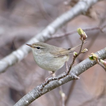 ウグイス 西岡公園(西岡水源地) 2024年4月17日(水)