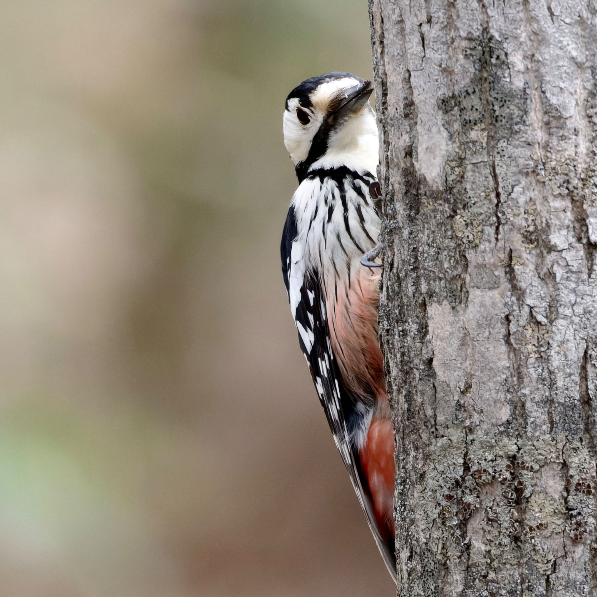 Photo of White-backed Woodpecker at Nishioka Park by haha.9535