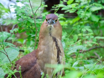 Japanese Night Heron Ukima Park Wed, 4/17/2024