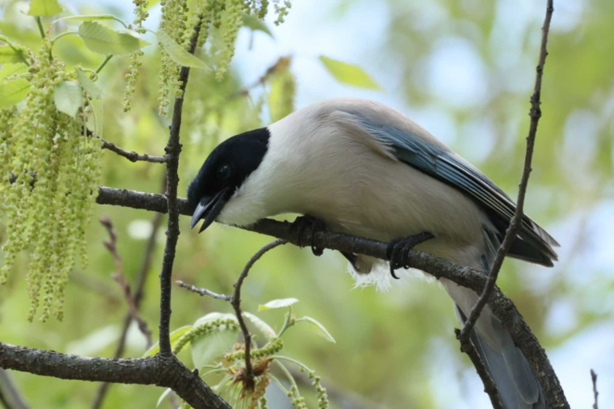 Photo of Azure-winged Magpie at 近所 by カルル