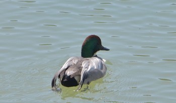 Falcated Duck 小笠山総合運動公園 Wed, 4/10/2024