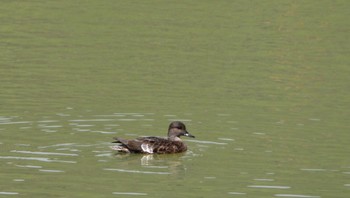 Falcated Duck 小笠山総合運動公園 Wed, 4/10/2024