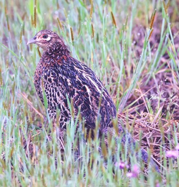 Green Pheasant 近所の里山 Wed, 4/17/2024