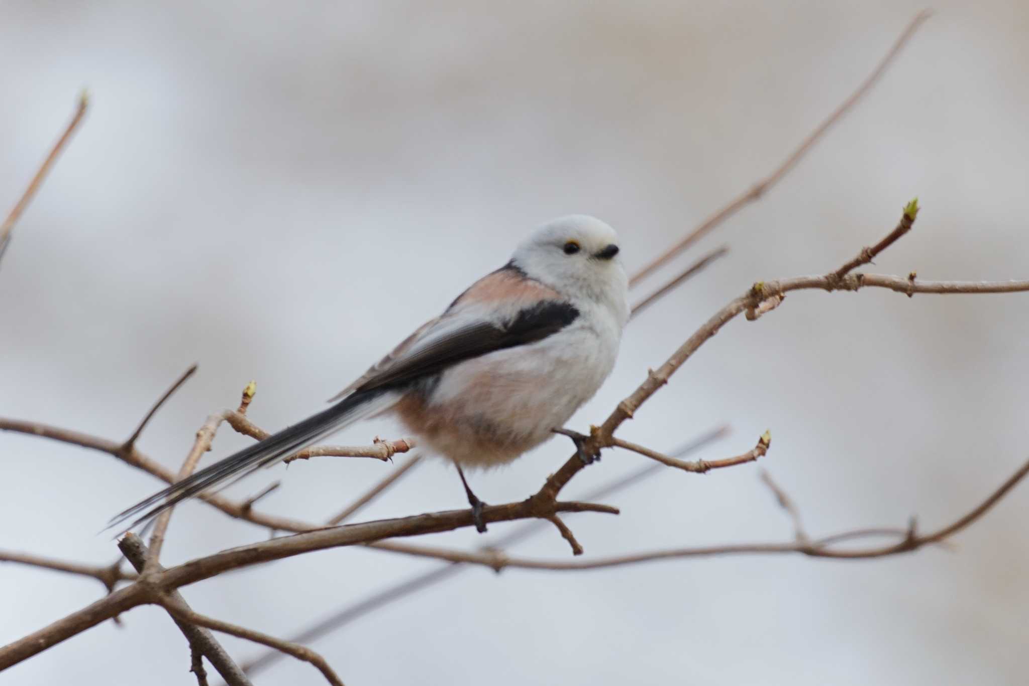Photo of Long-tailed tit(japonicus) at 恵庭市;北海道 by まぼう