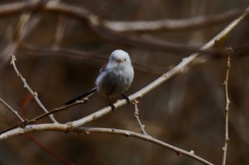 Long-tailed tit(japonicus) 恵庭市;北海道 Tue, 4/16/2024