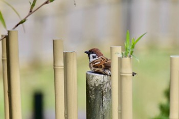 Eurasian Tree Sparrow 鶴舞公園(名古屋) Fri, 3/29/2024