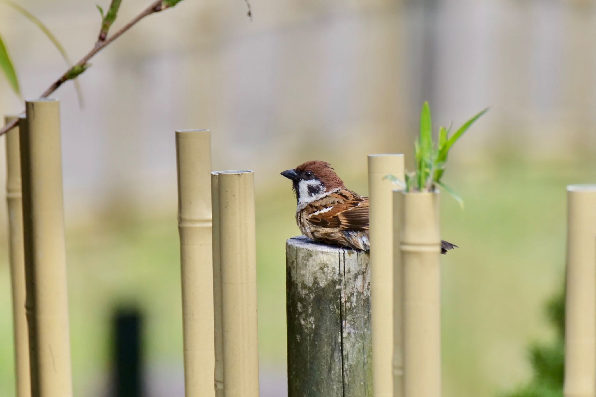 Photo of Eurasian Tree Sparrow at 鶴舞公園(名古屋) by sana