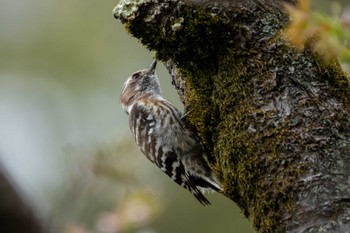 Japanese Pygmy Woodpecker 神奈川県 Mon, 4/8/2024