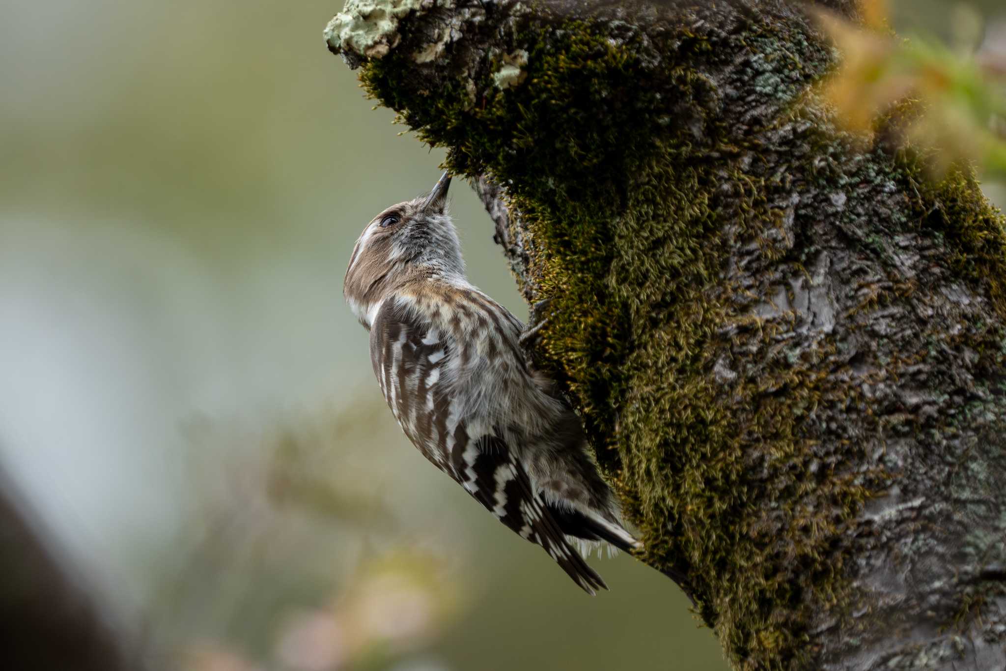 Photo of Japanese Pygmy Woodpecker at 神奈川県 by shin